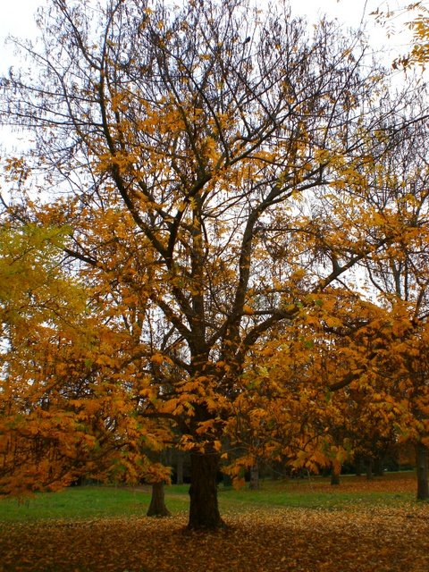 Pterocarya fraxinifolia automne